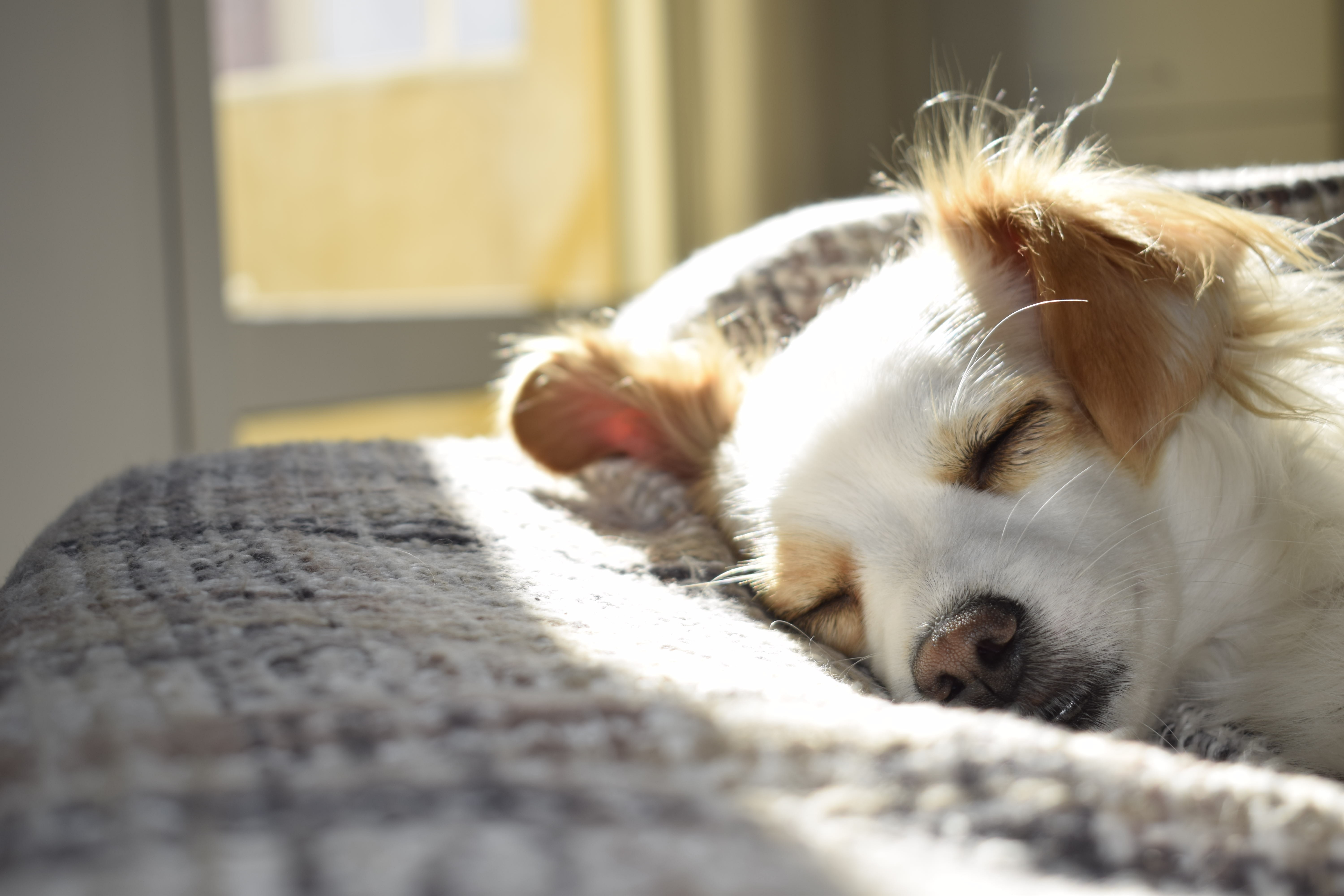 Sleeping pupper